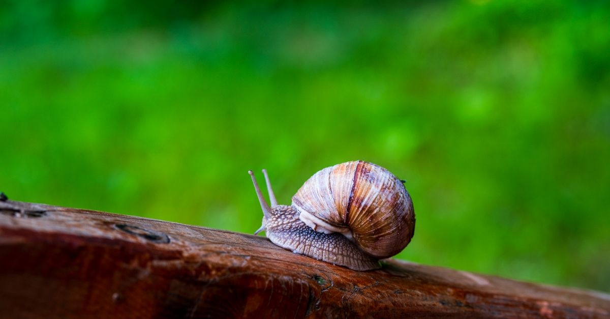 Schneckenzaun richtig aufstellen: So schützen Sie Ihr Beet dauerhaft vor Schnecken