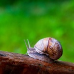 Schneckenzaun richtig aufstellen: So schützen Sie Ihr Beet dauerhaft vor Schnecken