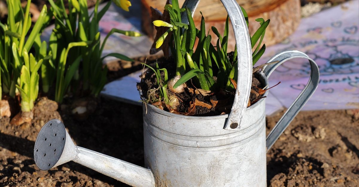 Blumenzwiebeln richtig pflanzen: So wird dein Garten zum farbenfrohen Blütenparadies