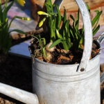 Blumenzwiebeln richtig pflanzen: So wird dein Garten zum farbenfrohen Blütenparadies