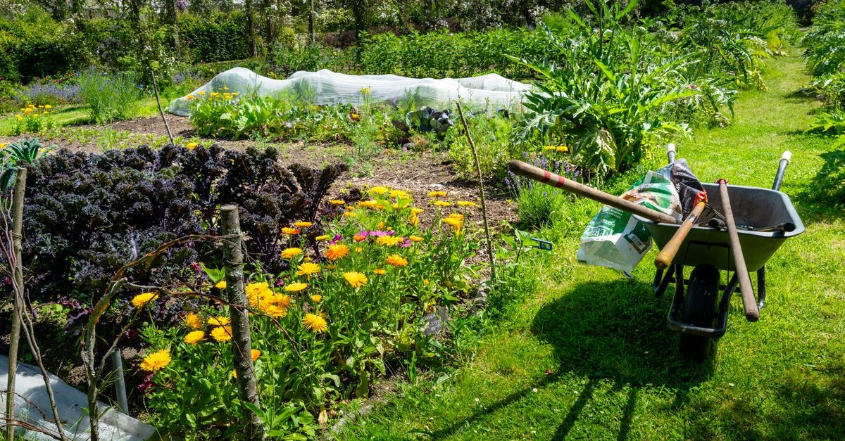 Mischkultur richtig planen: So wird dein Gemüsegarten zum erfolgreichen Ernteparadies