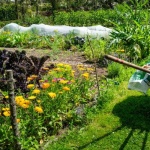 Mischkultur richtig planen: So wird dein Gemüsegarten zum erfolgreichen Ernteparadies