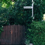 Pflegeleichte Hecke richtig auswählen: Die besten Tipps für einen schönen Sichtschutz mit wenig Aufwand