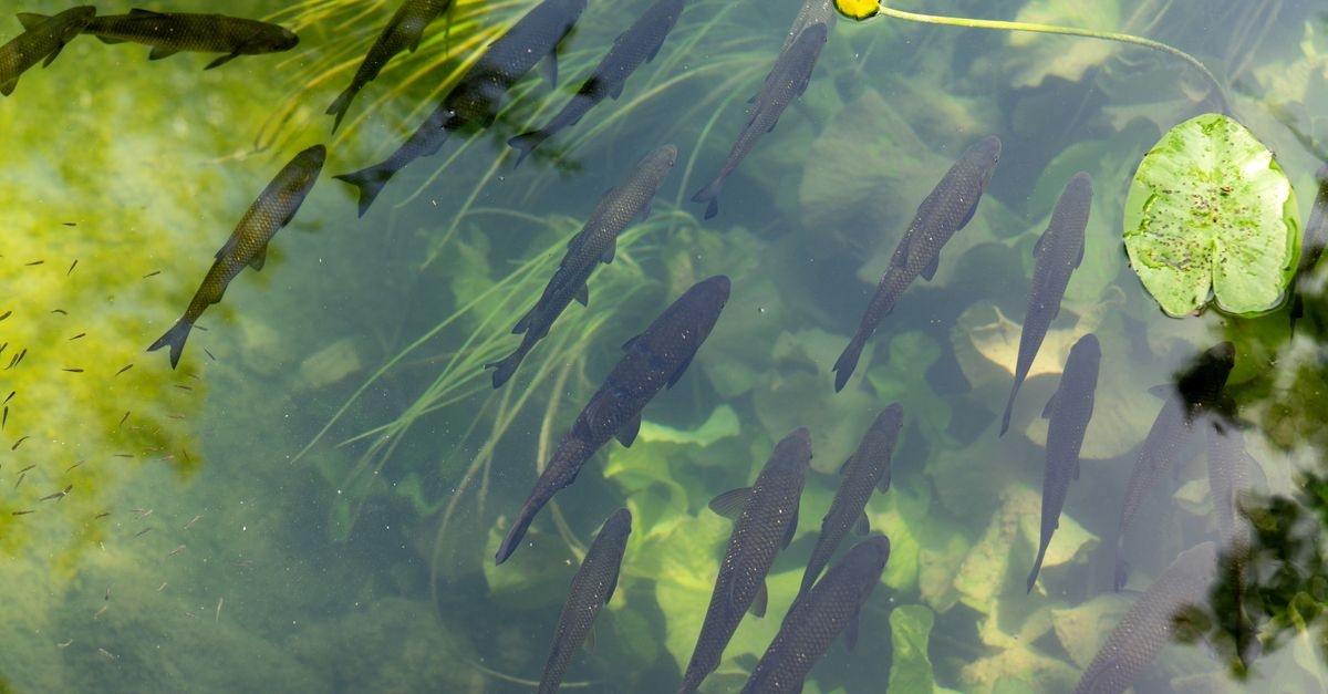 Kristallklares Teichwasser: Die besten Tipps für einen dauerhaft sauberen Gartenteich