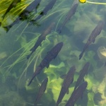Kristallklares Teichwasser: Die besten Tipps für einen dauerhaft sauberen Gartenteich