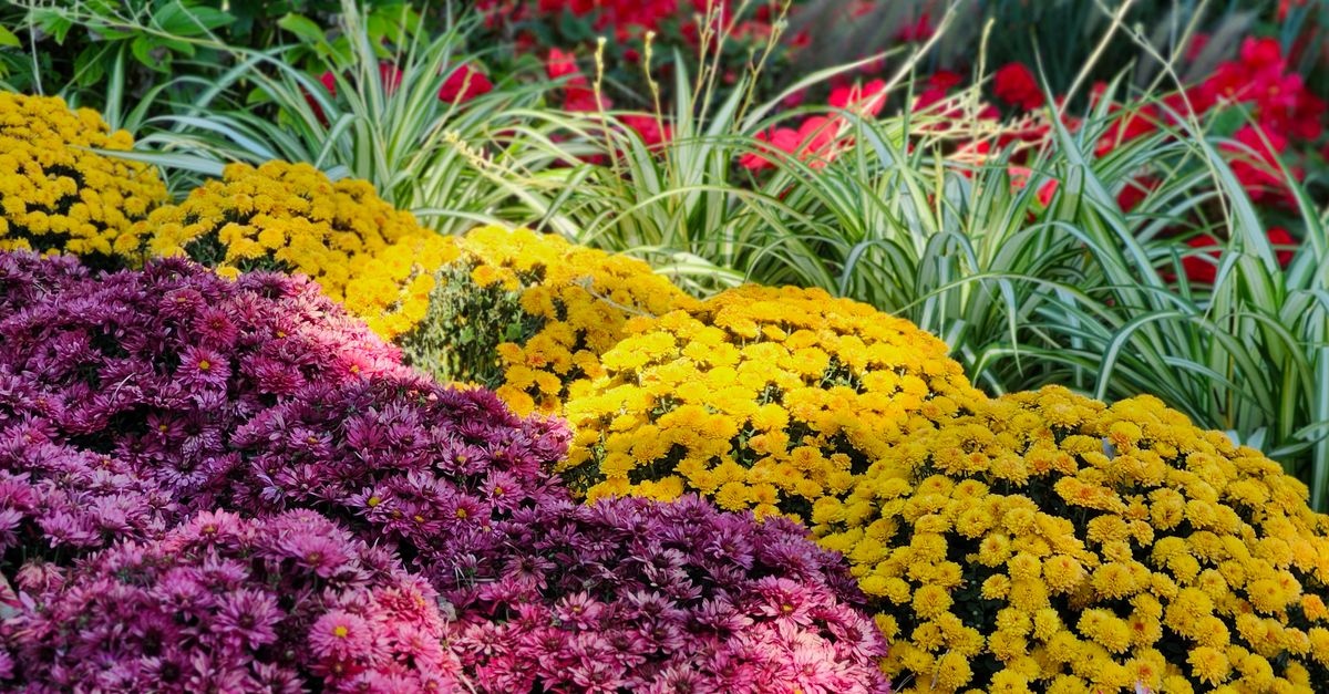 Gartenfarben harmonisch kombinieren: Die schönsten Farbideen für ein stimmiges Paradies