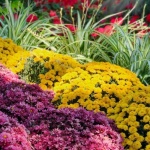 Gartenfarben harmonisch kombinieren: Die schönsten Farbideen für ein stimmiges Paradies