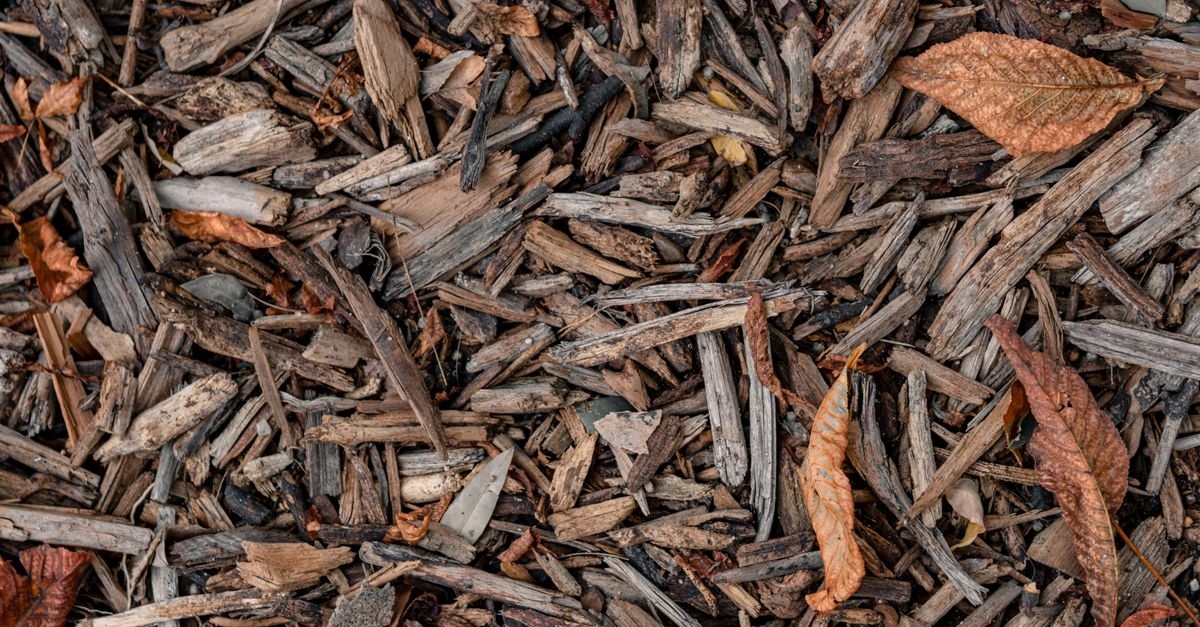 Laub als Mulch verwenden: So wird Herbstlaub zum natürlichen Schutz für Ihren Garten