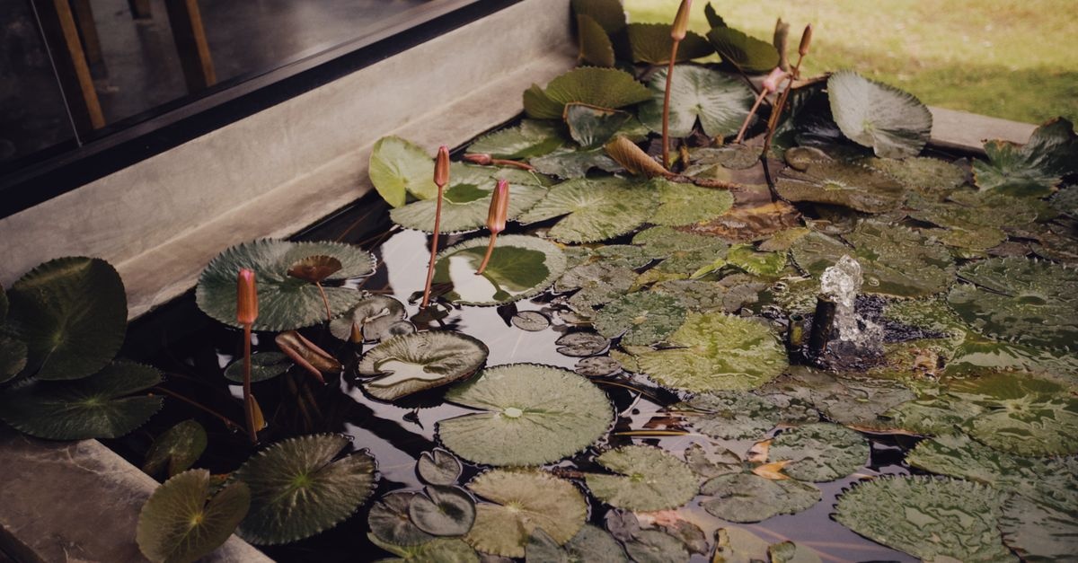 Wasserspiel im Garten planen: So wird dein grünes Paradies zur sprudelnden Wohlfühloase