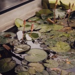 Wasserspiel im Garten planen: So wird dein grünes Paradies zur sprudelnden Wohlfühloase