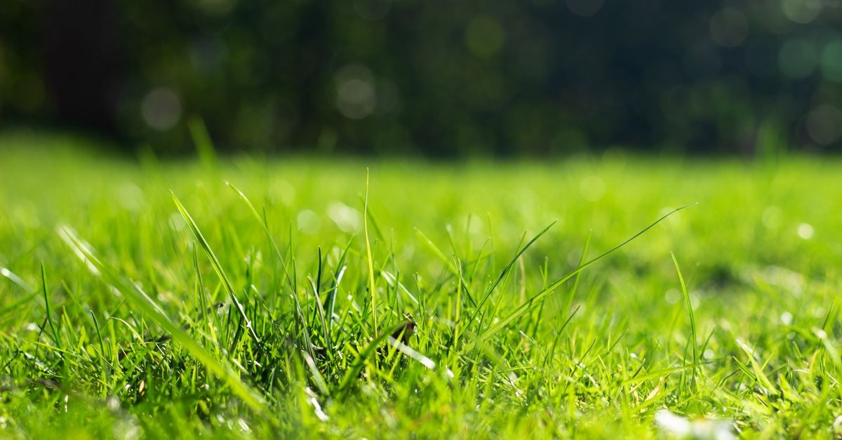 Rasenboden richtig verbessern: So wird dein Rasen dicht, grün und dauerhaft gesund
