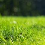 Rasenboden richtig verbessern: So wird dein Rasen dicht, grün und dauerhaft gesund