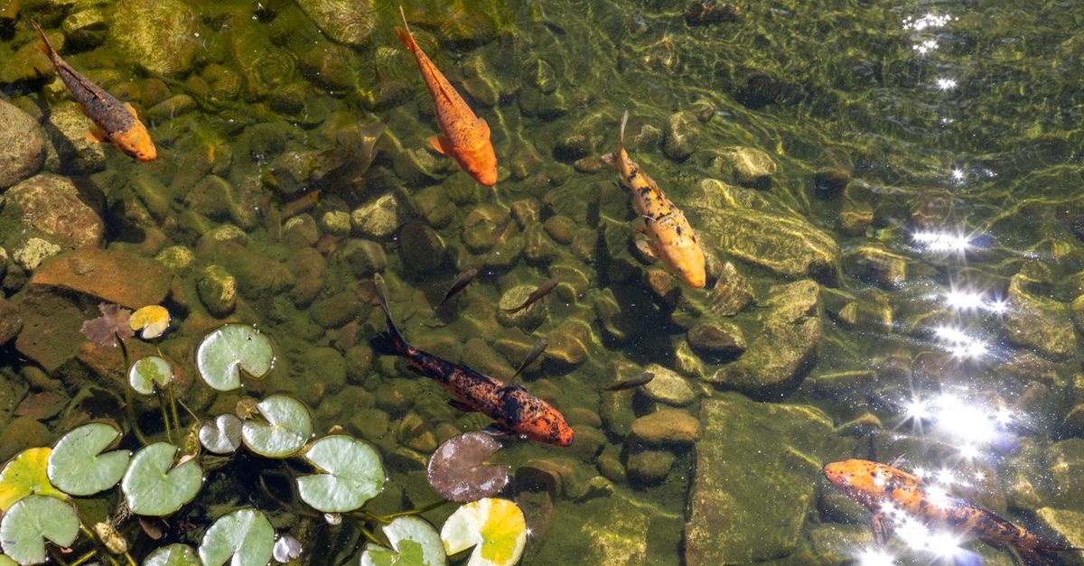 Kleinen Gartenteich anlegen: So wird dein Garten zur idyllischen Wasser-Oase