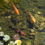 Kleinen Gartenteich anlegen: So wird dein Garten zur idyllischen Wasser-Oase