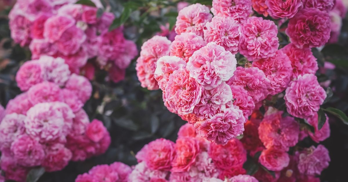 Rosen richtig pflanzen: So verwandeln Sie Ihren Garten in ein blühendes Paradies