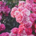 Rosen richtig pflanzen: So verwandeln Sie Ihren Garten in ein blühendes Paradies