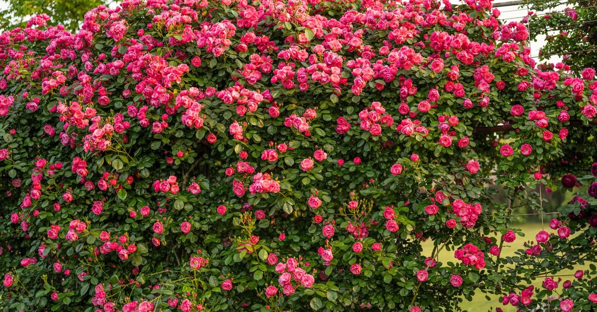 Kletterrosen richtig anbinden: So verwandeln Sie Ihre Gartenwand in ein Blütenparadies