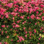 Kletterrosen richtig anbinden: So verwandeln Sie Ihre Gartenwand in ein Blütenparadies