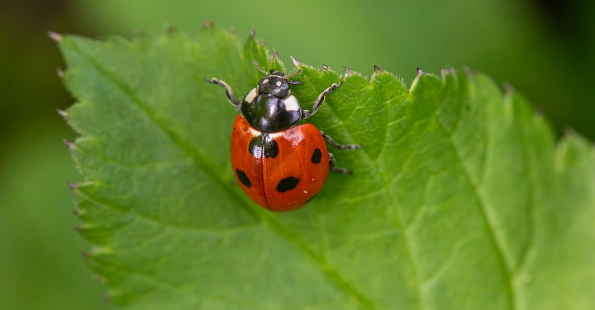 Glückskäfer willkommen: So lockst du Marienkäfer in deinen Garten und lässt sie bleiben