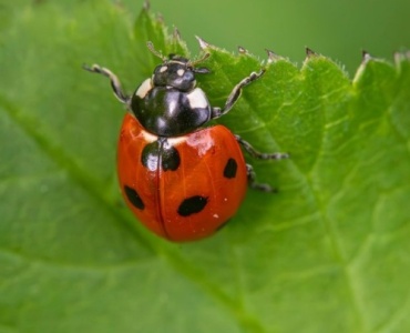 Glückskäfer willkommen: So lockst du Marienkäfer in deinen Garten und lässt sie bleiben