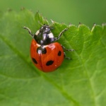 Glückskäfer willkommen: So lockst du Marienkäfer in deinen Garten und lässt sie bleiben